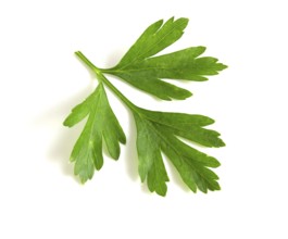 Twig of green parsley isolated on white close up. Selective focus