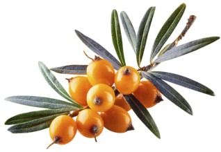Sea buckthorn isolated on the white. With clipping path