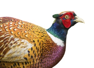 Isolated Detail Of A Male Pheasant Bird