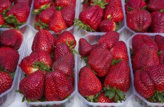Strawberries in boxes at outdoor market