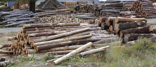 Logs timber industry trunks stacked outdoor stock