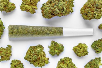 A Pre-Roll Cannabis joint on a white surface with Several cannabis flowers around