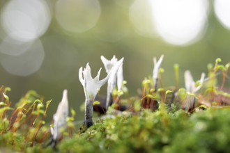 Candlestick fungus (Xylaria hypoxylon), fruiting body on dead wood between moss, North