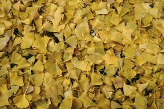 The fallen yellow leaves of a ginkgo tree in autumn