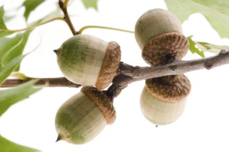 Acorn fruits with leaves isolated on white background, lodz