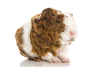 Newborn guinea pig. texel, poland