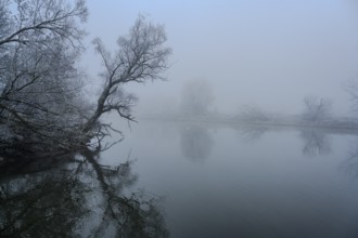 Fog on the banks of the Danube near Bogen (Lower Bavaria)