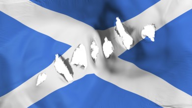 Scotland flag perforated, bullet holes, white background, 3d rendering