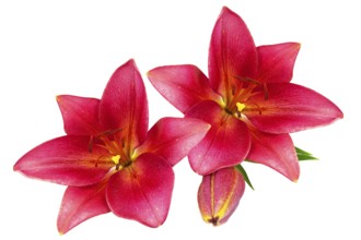 Red lilies with green leaves isolated on white background