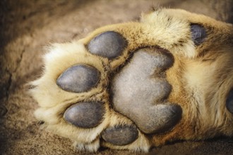 Paw of Lion Showing Pads Varna, Bulgaria, Europe
