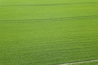 Green field spring season. Aerial view. Wheat