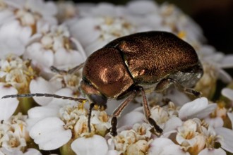 Cryptocephalus aureolus, fall beetle