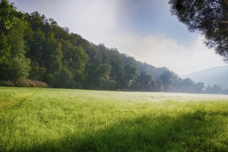 Morning atmosphere with fog