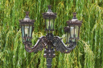 Old Street Lamp on the Background of Willow
