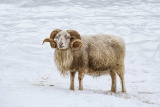 Ram on the white snow Eglite, Latvia, Europe