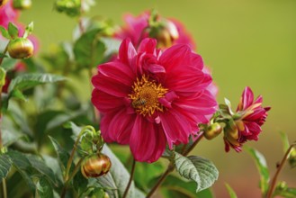 Open red flower of Dahlia Latvia