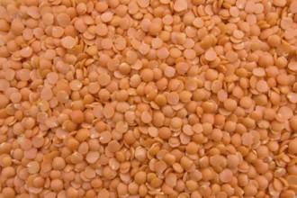 Red Split Lentils in Yellow Bowl, Healthy Legume, Vegan Food, Closeup, Full Frame, Top View