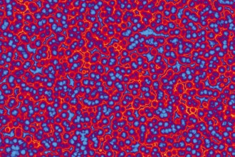 Shape of bacterial cell: cocci, bacilli, spirilla bacteria background