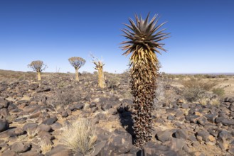 Aloe littoralis, quiver tree, Aloe dichotoma, succulent, tree, Namibia, Africa