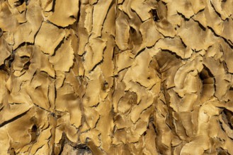 Quiver tree, Aloe dichotoma, bark, tree trunk, succulent, tree, Namibia, Africa