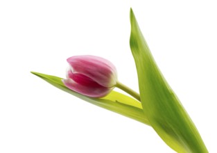 One pink tulip. Isolate on white background