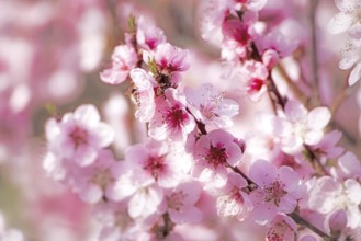 Beautiful Pink Peach Blossoms in a Garden
