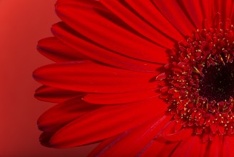 Red Gerbera flower blossom