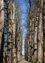 Lindenallee, City of Eutin, Schleswig-Holstein