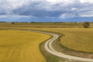Field path leading through wide yellow feathers under a cloudy sky, Po Plain, Province of
