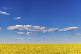 Rape field in bloom against a blue sky with clouds. Landscape near Dornstadt Baden-Württemberg,