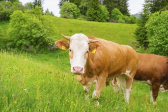 Cow standing on a green meadow with forest in the background, Alpe di Siusi, South Tyrol,