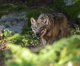 Wolf (Canis lupus) stands in the forest and looks attentively, Germany