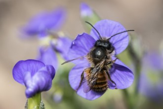 Horned mason bee (Osmia cornuta), Emsland, Lower Saxony, Germany