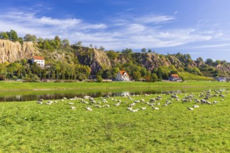 Flock of sheep (ovis) on the Elbe meadow near Meißen opposite Karpfenschänke, Meißen, Saxon