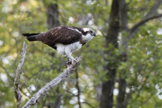 Western Osprey (Pandion haliaetus), Mecklenburg-Western Pomerania, Germany