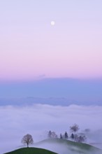 Linden tree (Tilia), in drumlin landscape in the fog, in the light of the blue hour and full moon,