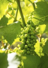 The grapes are growing, Prinz zur Lippe vineyard, Proschwitz, Meissen, Saxony, Germany