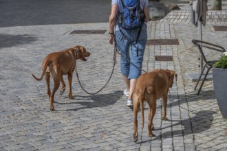 Dog walk in a village, dogs, Rhodesian Ridgeback breed, Bavaria, Germany
