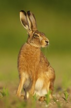 European brown hare (Lepus europaeus) adult animal in a farmland maize crop, Norfolk, England,
