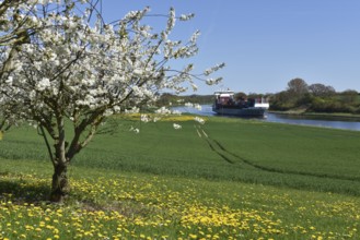 Container ship Beate travelling through the Kiel Canal in spring, NOK, Kiel Canal, Kielcanal,