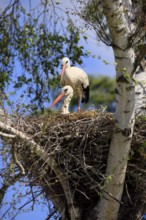 White stork, (Ciconia ciconia), Two white storks in a nest, Baden-Württemberg, Germany