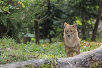 A golden jackal (Canis aureus) stands behind a rotting tree lying on the ground