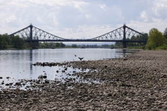 Elbe near Dresden with low water on 23 April 2025, Blaues Wunder bridge, drought, Saxony, Germany