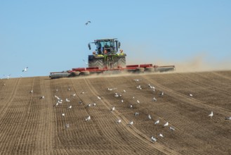 Tractor with rollers preparing the ground for spring sowing at Krageholm, Ystad Municipality, Skåne