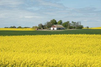 Farm in landscape with flowering rapeseed field and green crops in Sjörup, Ystad municipality,