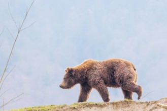 A young male Eurasian brown bear (Ursus arctos arctos) walks across a green meadow in hilly terrain