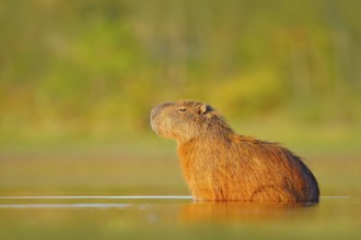 Capybara, Hydrochoerus hydrochaeris, Biggest mouse in water with evening light during sunset,