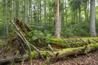 Mixed mountain forest with copper beech (Fagus sylvatica) and spruce (Picea abies), lying deadwood