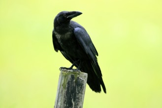 Raven (Corvus corax), adult, in summer, perch, vigilant, Šumava, Czech Republic
