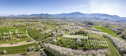 Spring near Sasbach in the Achertal valley in the Ortenau district. Orchards in bloom, the Black